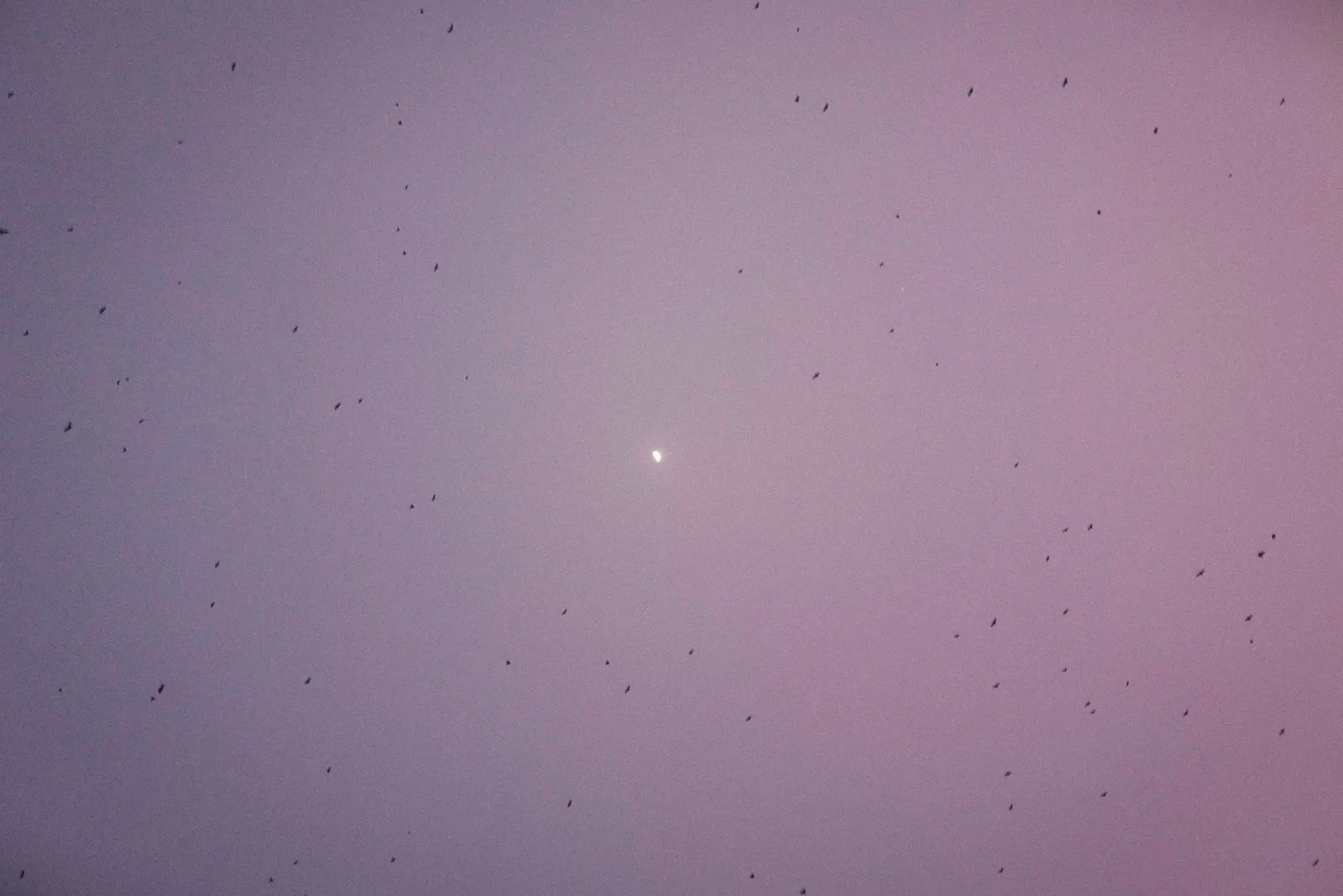 BIRDS