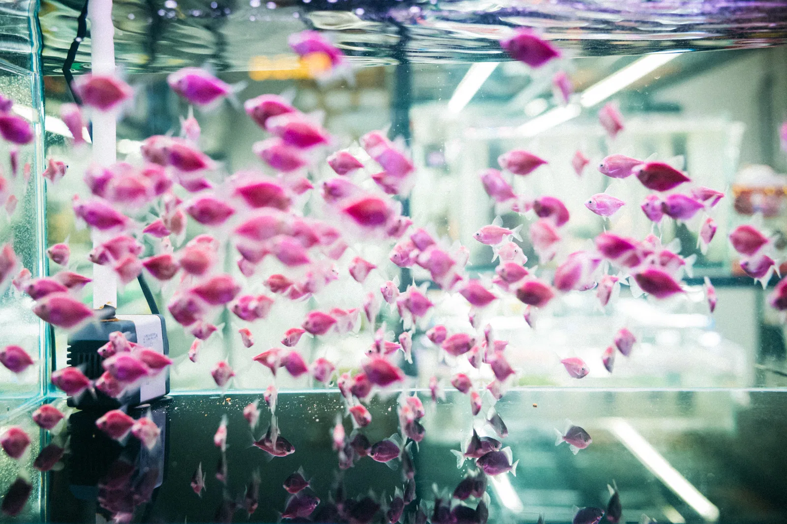 PINK NEMO