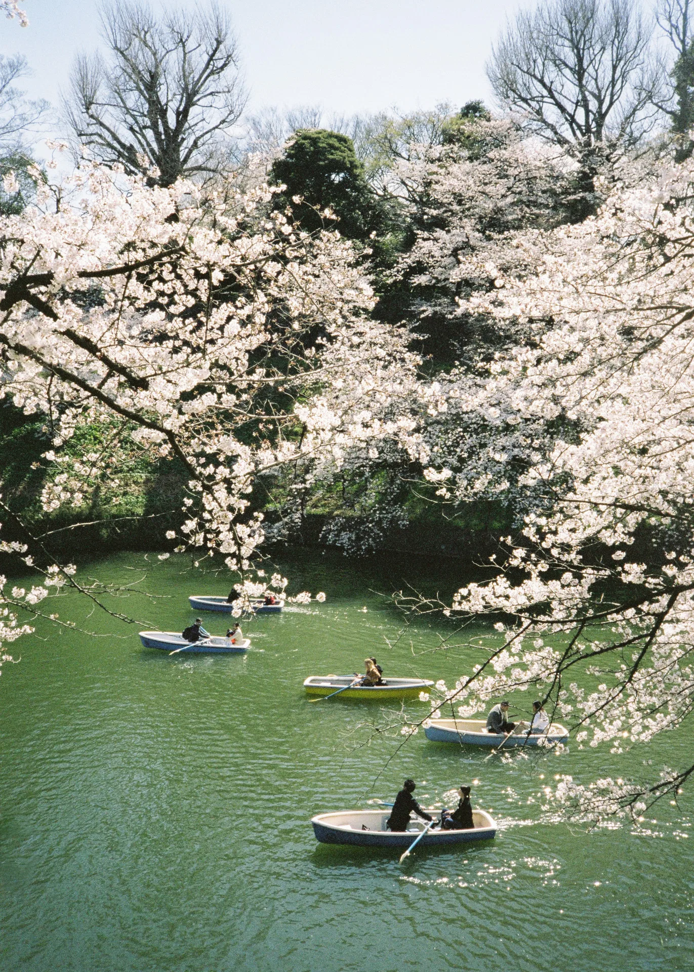 SAKURA