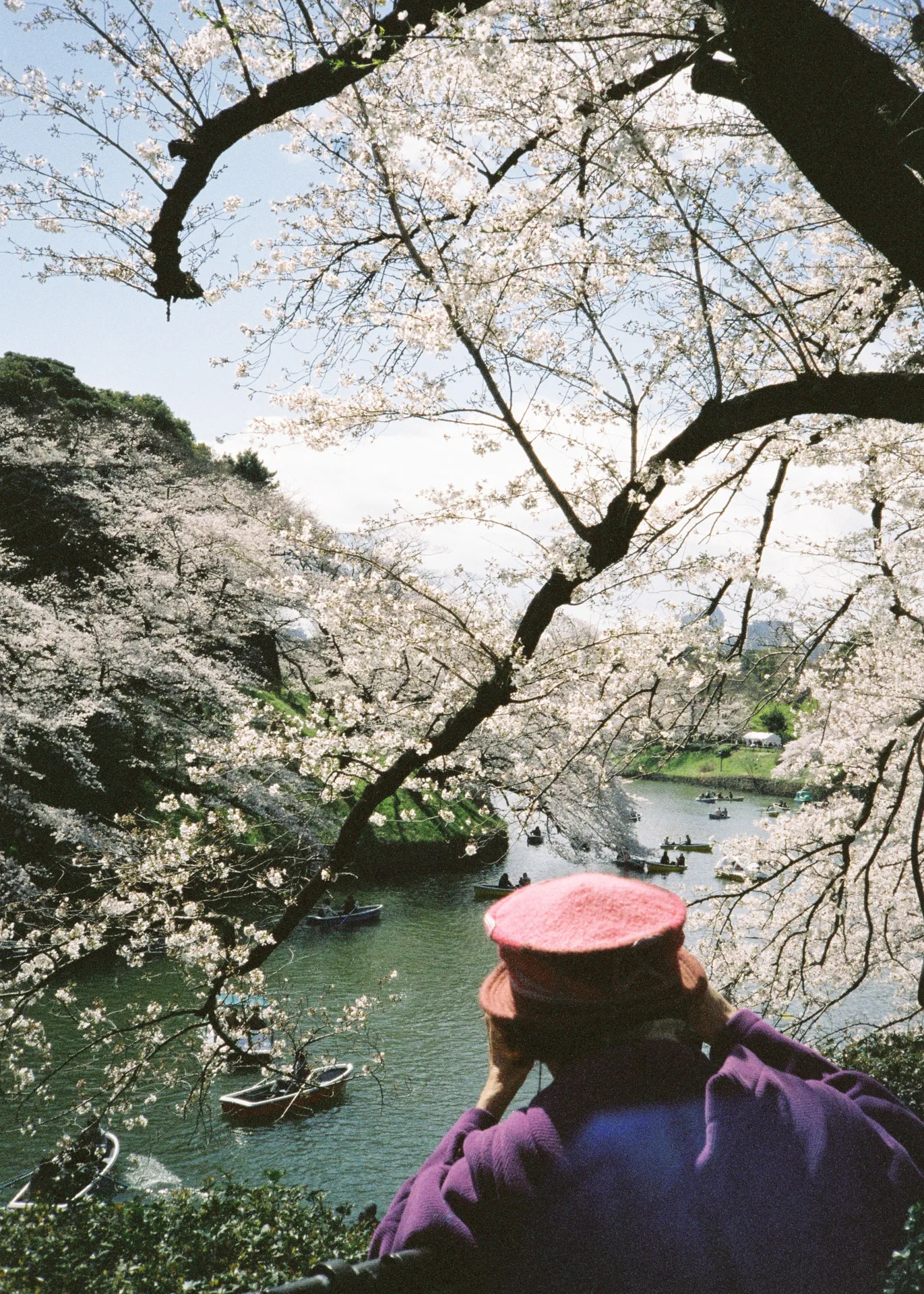SAKURA