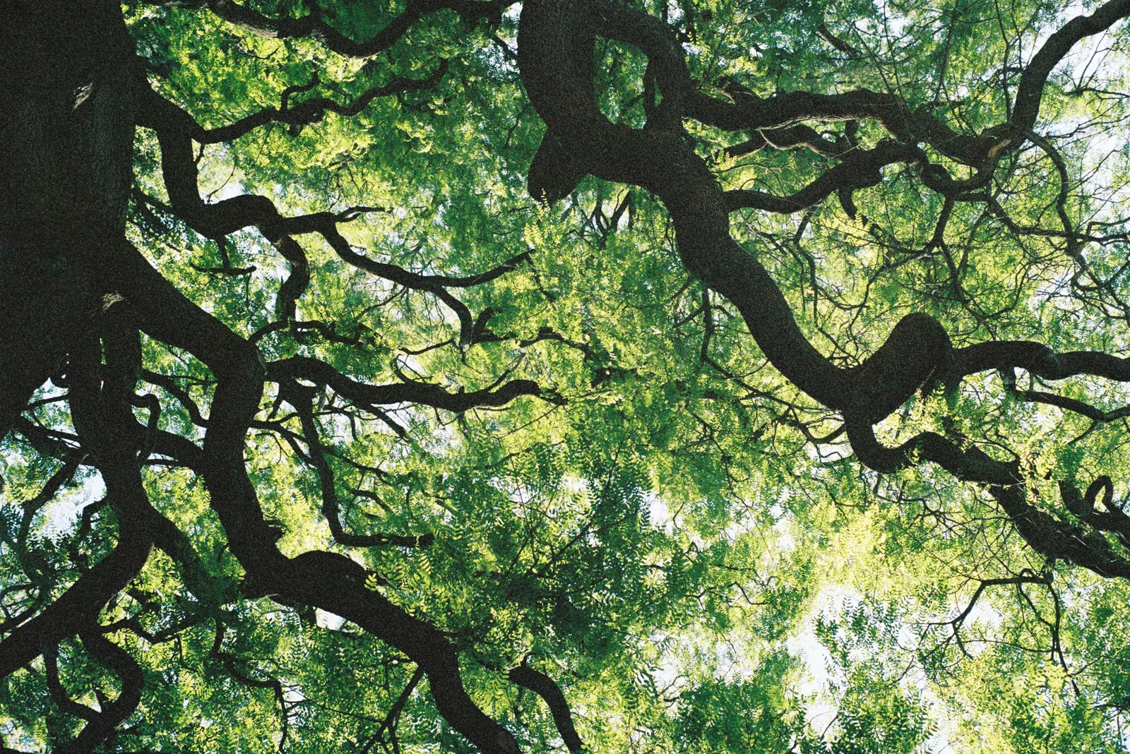 SERRALVES