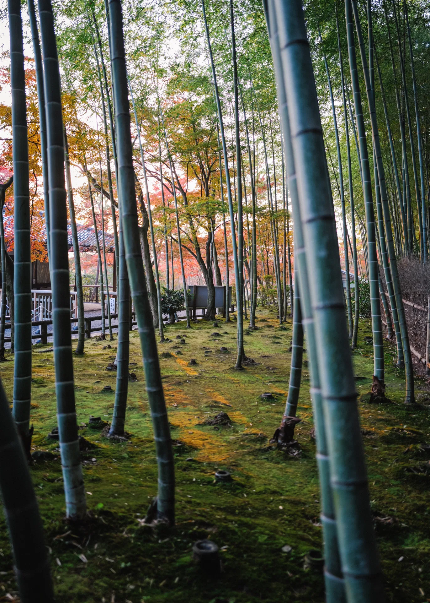 Arashiyama