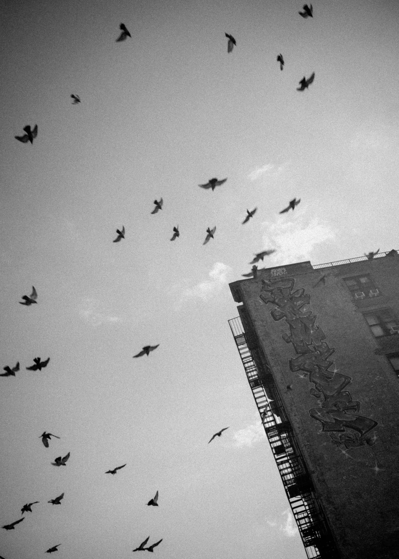 FREEDOM