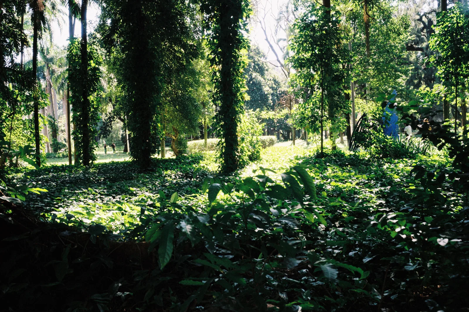 TRIANON TENETE SIQUEIRA CAMPOS